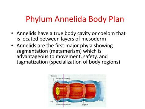 PPT - Phylum Annelida PowerPoint Presentation, free download - ID:2028911