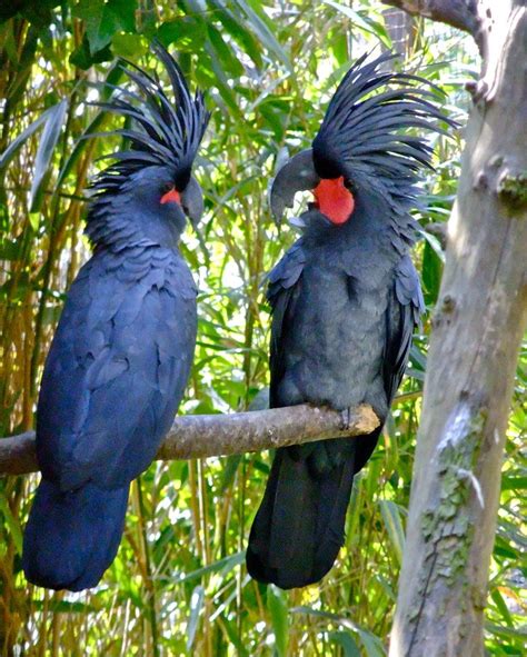 black palm cockatoo | Động vật, Vẹt, Bò sát