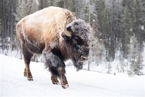 2020 Yellowstone Bison Cull Begins - Yellowstone Insider