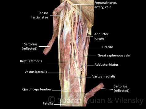 Muscles of the Anterior Thigh - Quadriceps - TeachMeAnatomy