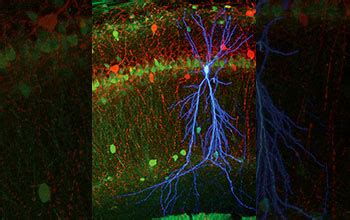 Pyramidal Neurons