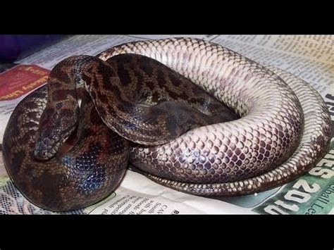 Rhino Rat Snake Breeding | The Reptile Report