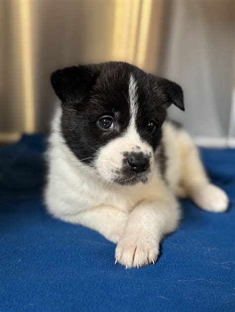 Dog for Adoption - Akita/Shepherd mix pups coming 5-28, a Akita in ...
