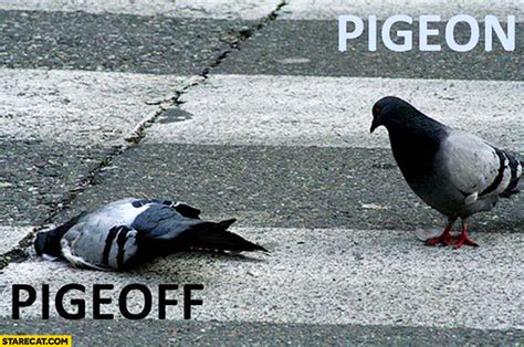 Pigeon pigeoff dead word play | StareCat.com