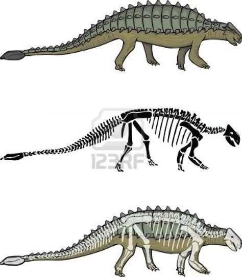 Ankylosaurus Skeleton