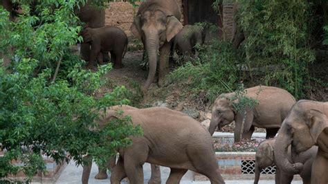 China's migrating elephant herd may be finally heading home