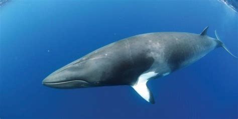 Virtual Reality Brings Dwarf Minke Whales To A Global Audience | HuffPost News