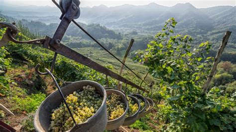 Why Not All Proseccos Are Created Equal | SevenFifty Daily