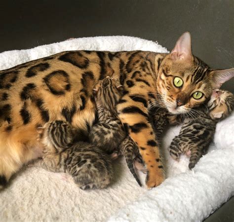 Bengal Kittens for Sale | Florida | Zawieco Bengals