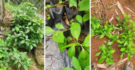 Engineer Spent 14 Years Growing 500 Rare Medicinal Plants