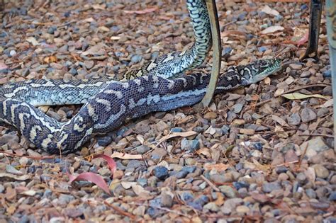 Carpet snake after eating Southern Boobook owl. | Southern B… | Flickr