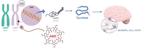 Pharmaceutics | Free Full-Text | Cyclodextrin-Based Nanoparticles for Delivery of Antisense ...