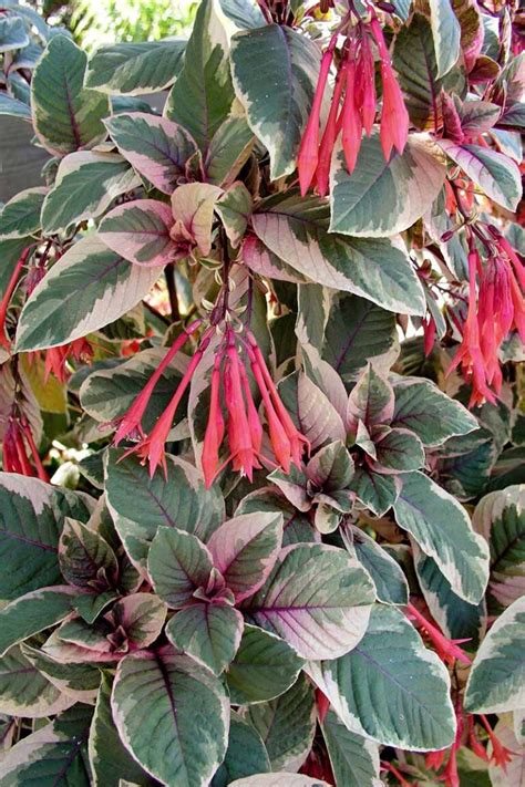 17 of the Best Fuchsia Varieties to Grow in Your Garden