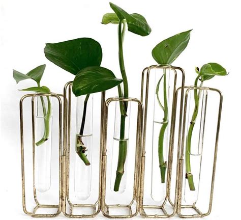 How to propagate pothos | Simple Guide - Indoor Plants World
