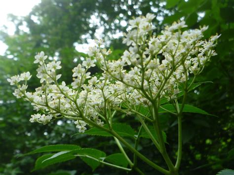 Crafty Green Poet: Elder flowers