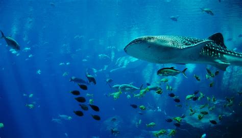 Whale Shark, Rhincodon Typus Free Stock Photo - Public Domain Pictures
