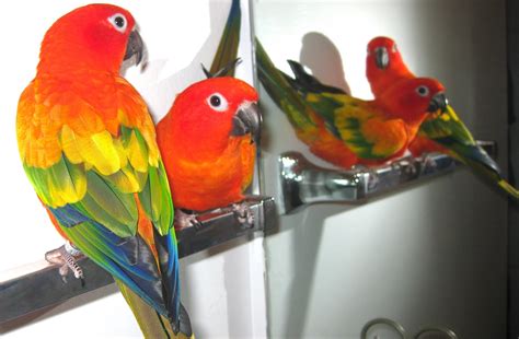 Aubrie's Animals: SUN CONURE BREEDING