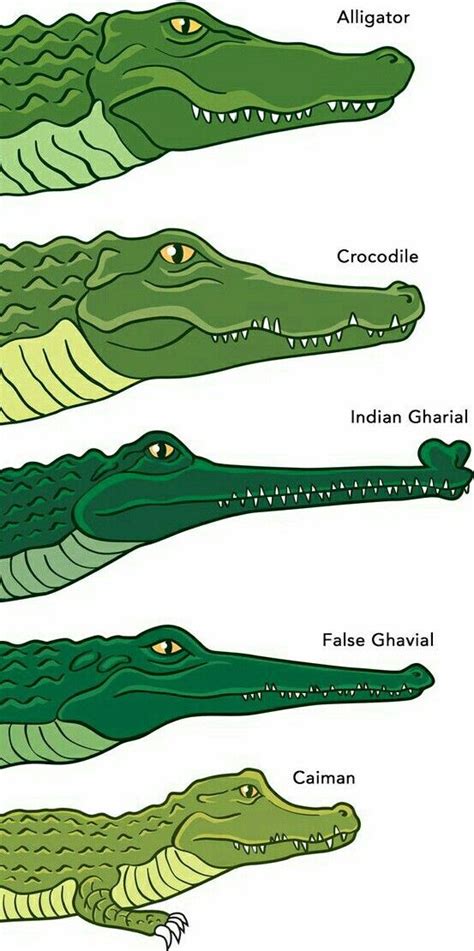 Types Of Crocodiles And Alligators