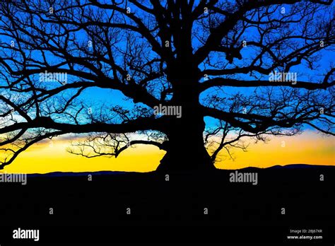 Tree of life silhouette at sunset Stock Photo - Alamy