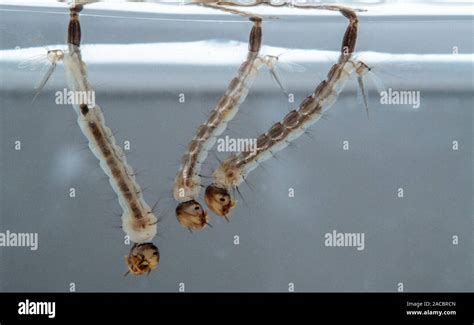 Mosquito larvae hi-res stock photography and images - Alamy