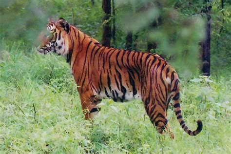 Offbeat Places|Homestays|Sathyamangalam Tiger Reserve Places To Visit Erode