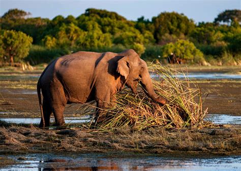 Kumana National Park | Sri Lanka Attractions - Lonely Planet