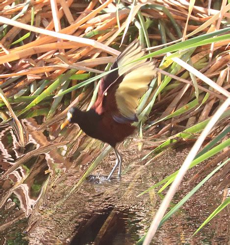 276 - NORTHERN JACANA (2-6-2021) santa cruz river at ina r… | Flickr