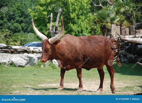 Bos Taurus - Ox Of Watussi Royalty Free Stock Images - Image: 21334389