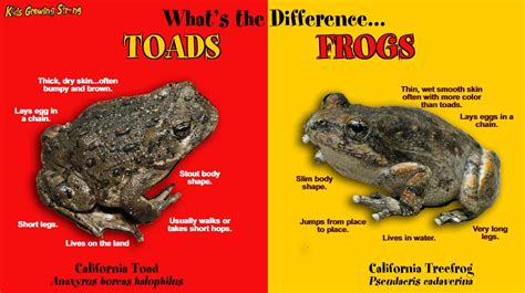 Difference between frog and toad tadpoles