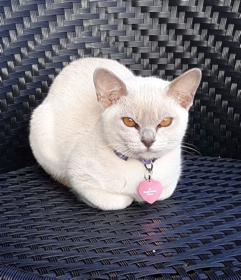 Lilac Burmese Kitten | Burmese kittens, Cute cats, Animals and pets