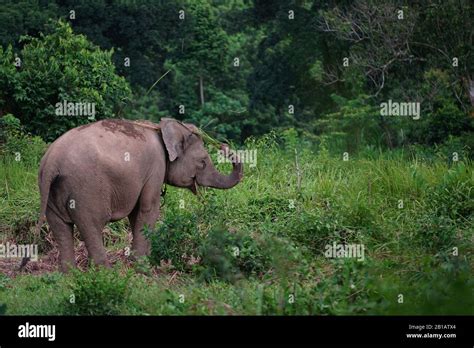 A female Sumatran elephant (Elephas maximus sumatranus) was seen at the Elephant Conservation ...