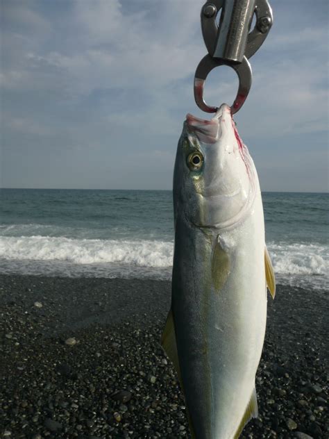 Japanese Amberjack / Buri | Tokyo Fly Fishing & Country Club | 東京フライフィッシング＆カントリークラブ