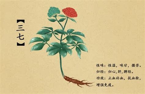 The Health Benefits of Notoginseng (San Qi, 三七) — Wu Healing