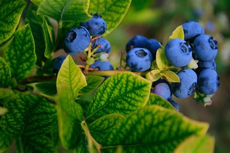 Distinguete de los demás con el cultivo del arándano