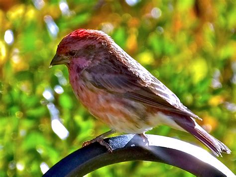 Nature Canada – Bird Tweet of the Week: Purple Finch