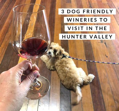 3 Dog Friendly Wineries to Visit in the Hunter Valley | LaptrinhX / News