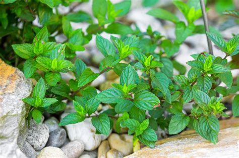 Types Of Mint Plants: How To Grow And Use Popular Mint Varieties