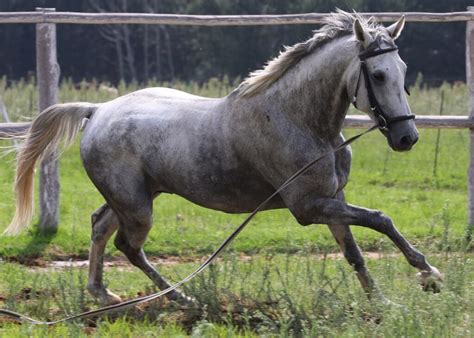 Dapple Gray Horses: Beyond The Spots