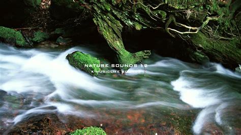 Nature Sound 12 - THE MOST RELAXING SOUNDS - - YouTube