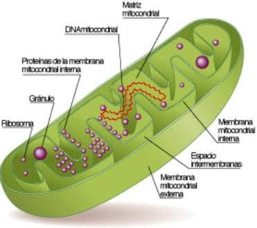 LA RESPIRACION CELULAR...: ESTRUCTURA DE LA MITOCONDRIA