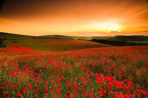 In Flanders fields the poppies blow between the crosses, row on row ...