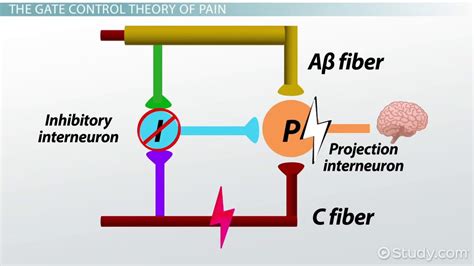 Gate Control Theory Of Pain Diagram