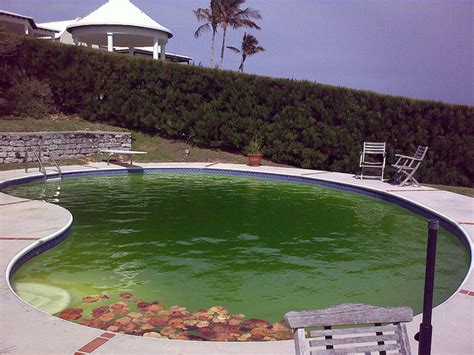 Green Swimming Pool Help: How to Clean & Get Rid of Algae - Dengarden