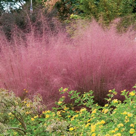 Pink Muhly Grass - a Show Stopper