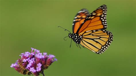 Monarch Butterfly Populations at Risk, But There’s an Easy Way to Help ...