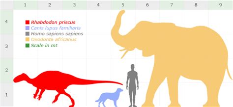 Rhabdodon size comparison : DinoChecker Dinosaur Gallery