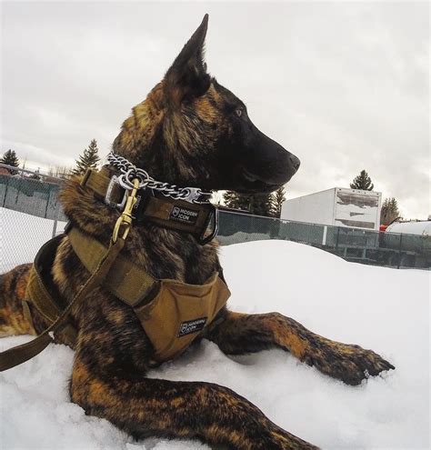 K9 Supplies Online & Working Dog Training Equipment for Sale | PRO K9 ...