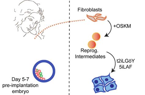 Accessing the human trophoblast stem cell state – Theunissen Lab