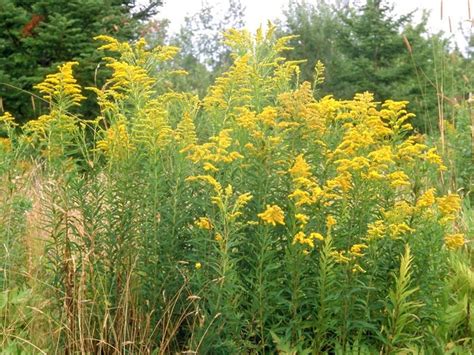 Solidago Canadensis Canadian Goldenrod 1000 Seeds Fluff - Etsy