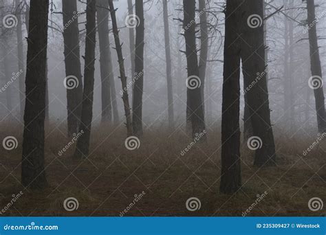 Foggy Forest Landscape with Bare Trees Stock Image - Image of natural, foggy: 235309427